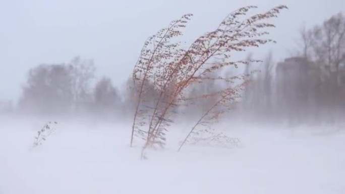 冬季在西伯利亚的暴风雪和强暴风雪下的鼠尾草