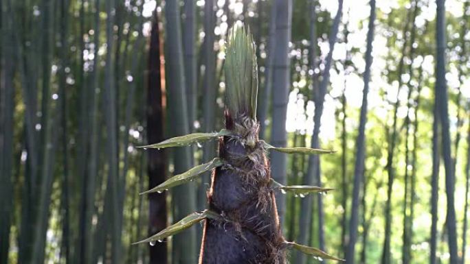 早晨从竹芽或竹笋中滴落