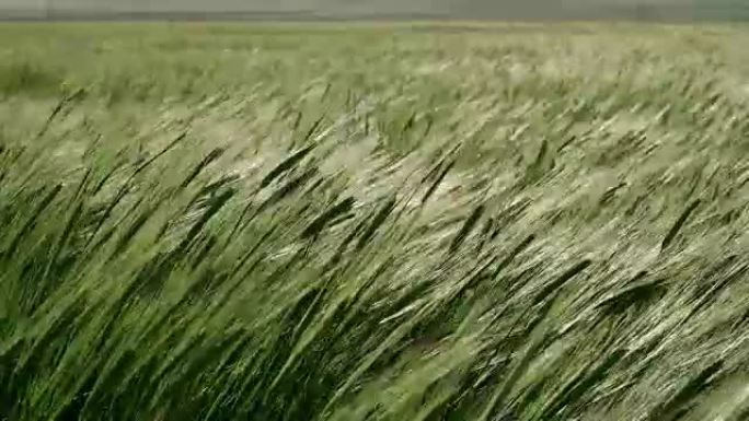 发芽小麦的绿色田地