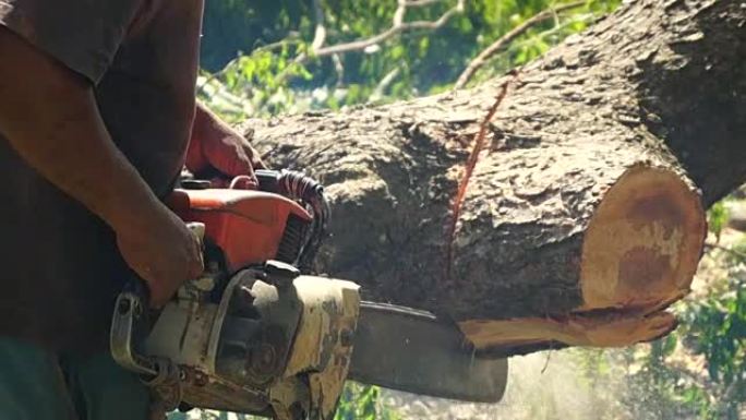 木人用链锯横切树枝