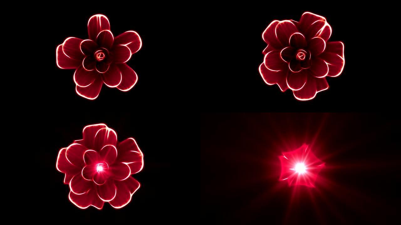 开放长开红花延时3d动画孤立背景新质量美丽假日自然花卉酷漂亮全高清视频素材