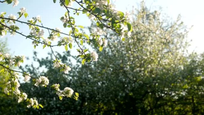 从树上掉下来的花瓣，阳光明媚的夏天，慢动作