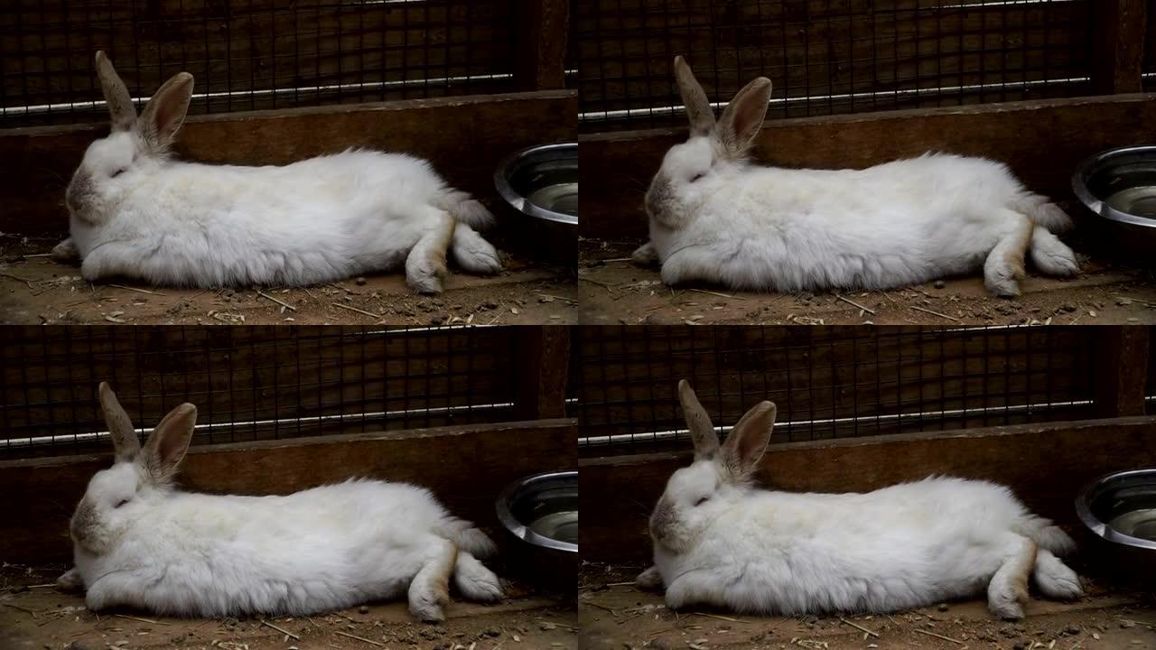 兔子。兔子在睡觉