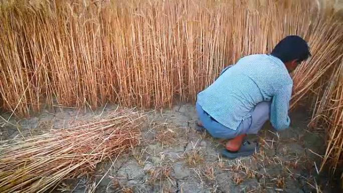 亚洲男子用镰刀割小麦