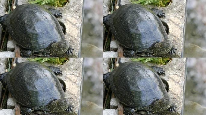 大型黑龟坐在人造池塘附近的公园里