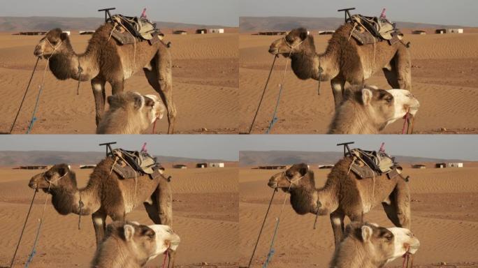两只骆驼在撒哈拉沙漠中休息