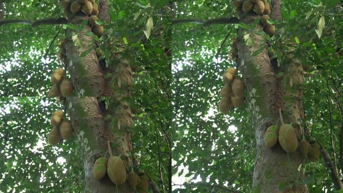 在里约植物园的一棵树上种植的杰克水果的俯拍