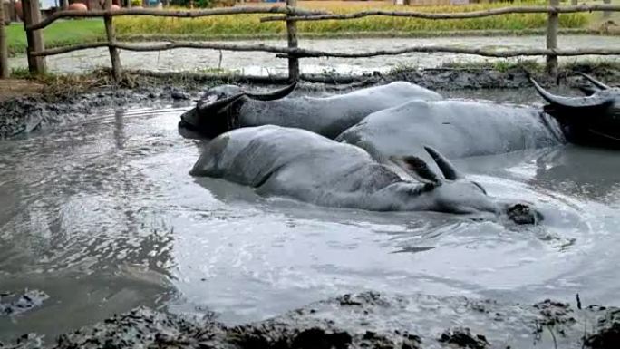 亚洲水牛懒惰，睡在泥塘里。亚洲农民畜牧业生活