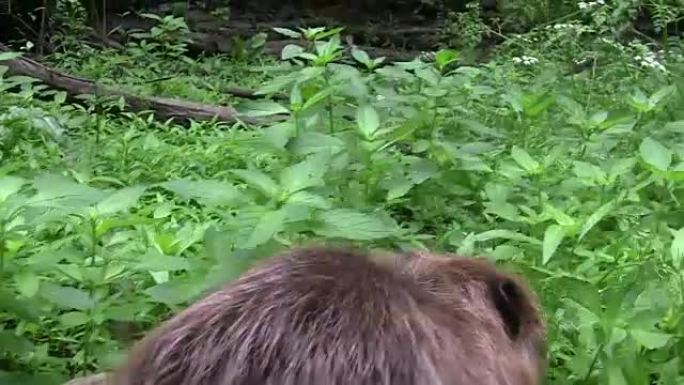 Beaver eating in natural environment