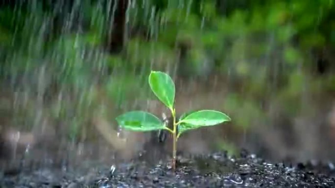 雨中树芽的慢动作镜头。