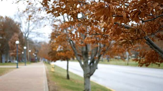 清脆的叶子在初冬的小镇主要街道上的树木上沙沙作响