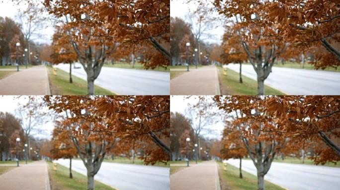 清脆的叶子在初冬的小镇主要街道上的树木上沙沙作响