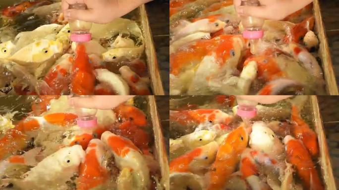 用奶嘴从瓶子里喂五颜六色的日本红鲤鱼。