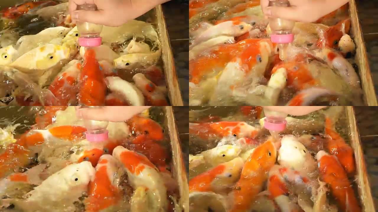 用奶嘴从瓶子里喂五颜六色的日本红鲤鱼。