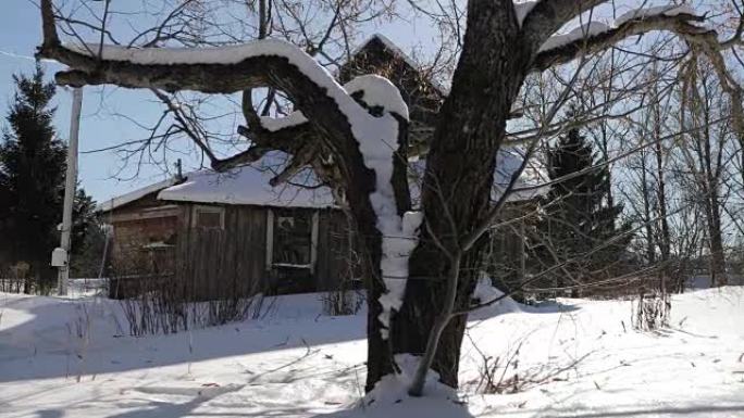 冬天老房子附近的老大树