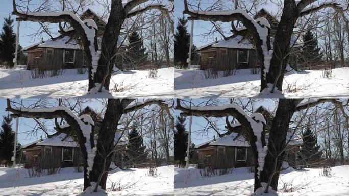 冬天老房子附近的老大树