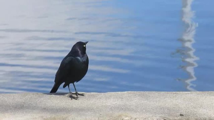 一只黑鸟在湖边唱歌