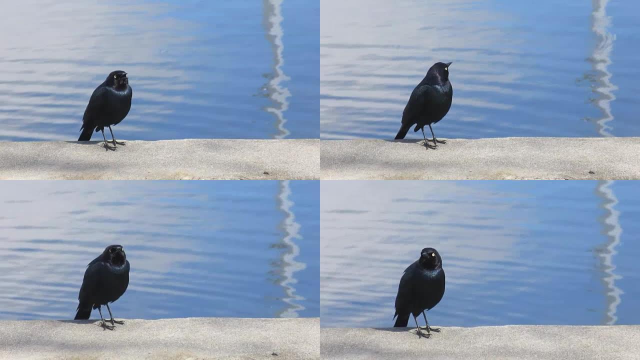 一只黑鸟在湖边唱歌