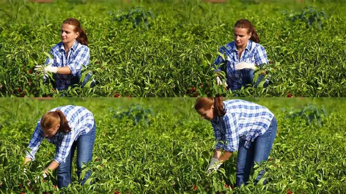 美丽的女人在田里手工摘胡椒。