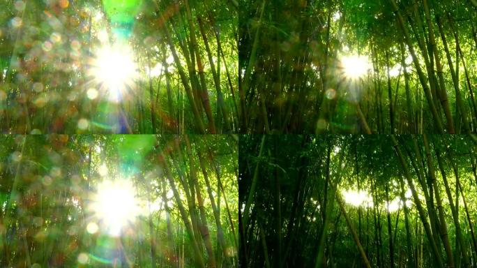 太阳穿过竹林
