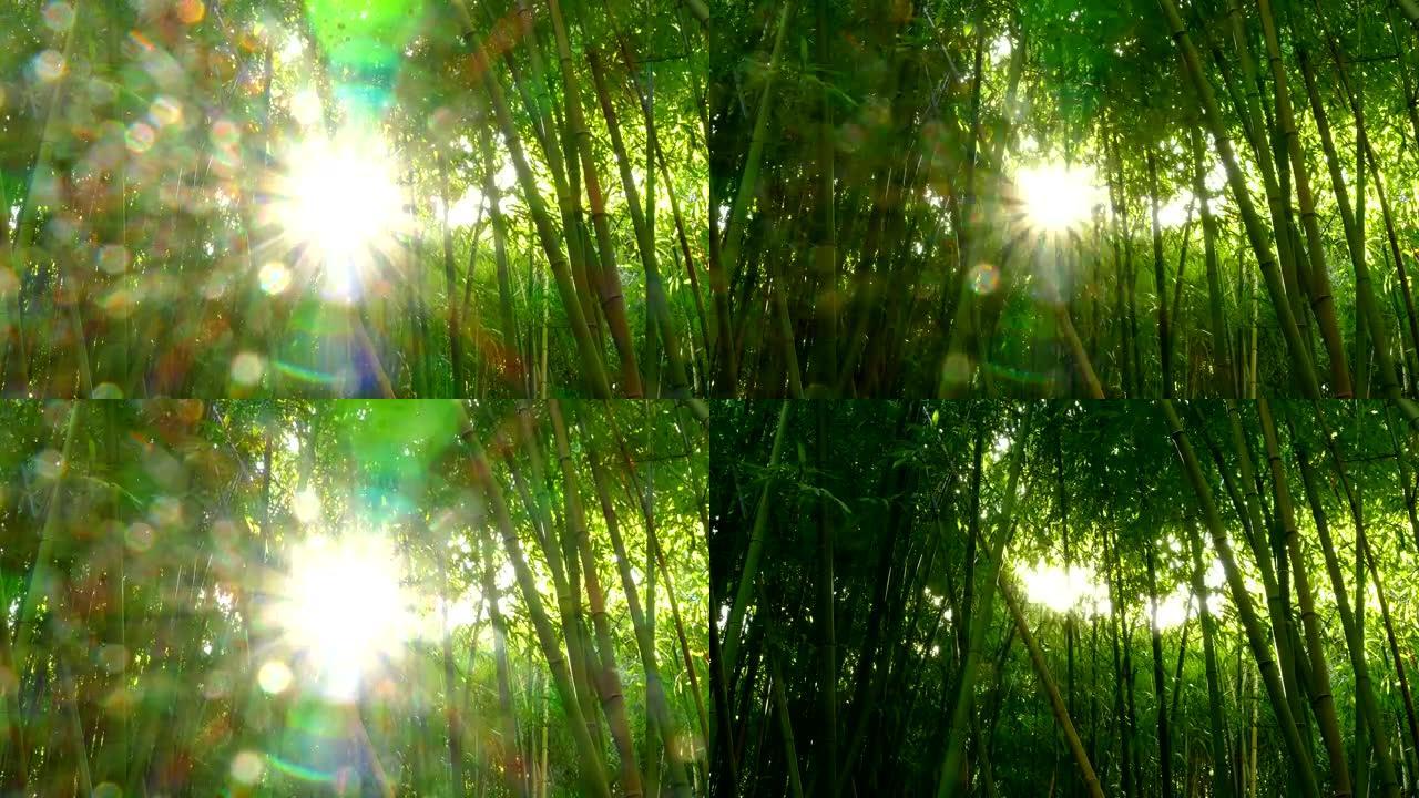 太阳穿过竹林
