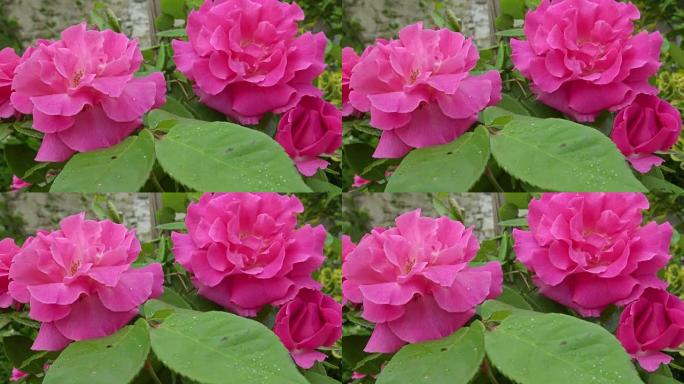 粉红玫瑰在雨中摇曳，特写