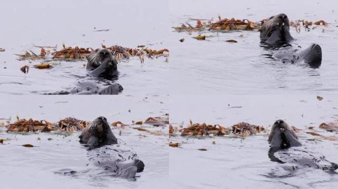 加利福尼亚海獭喂食