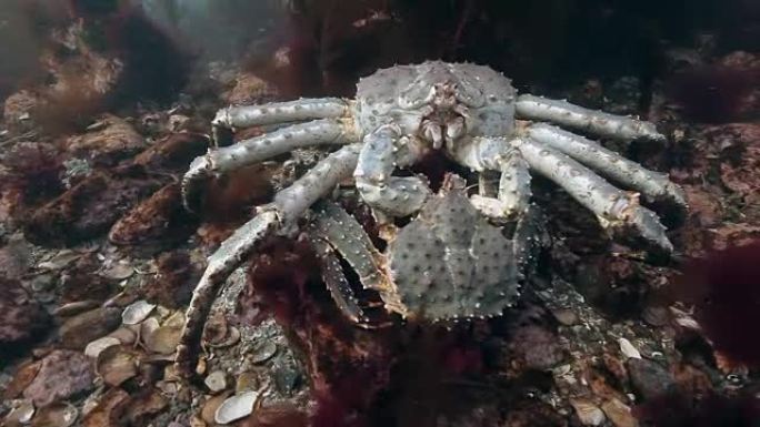 在海底交配巨型帝王蟹。