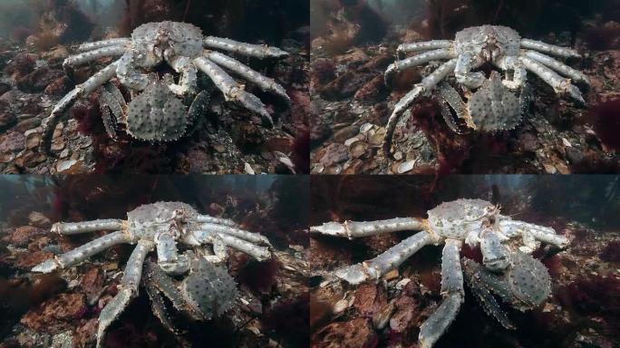 在海底交配巨型帝王蟹。