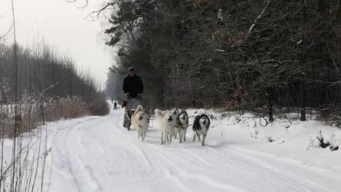 冬季在乡村道路上训练雪橇犬