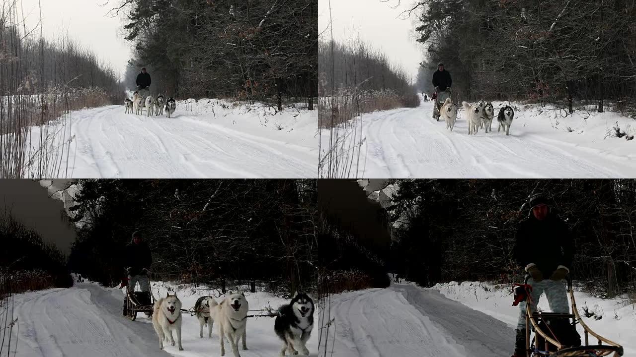 冬季在乡村道路上训练雪橇犬