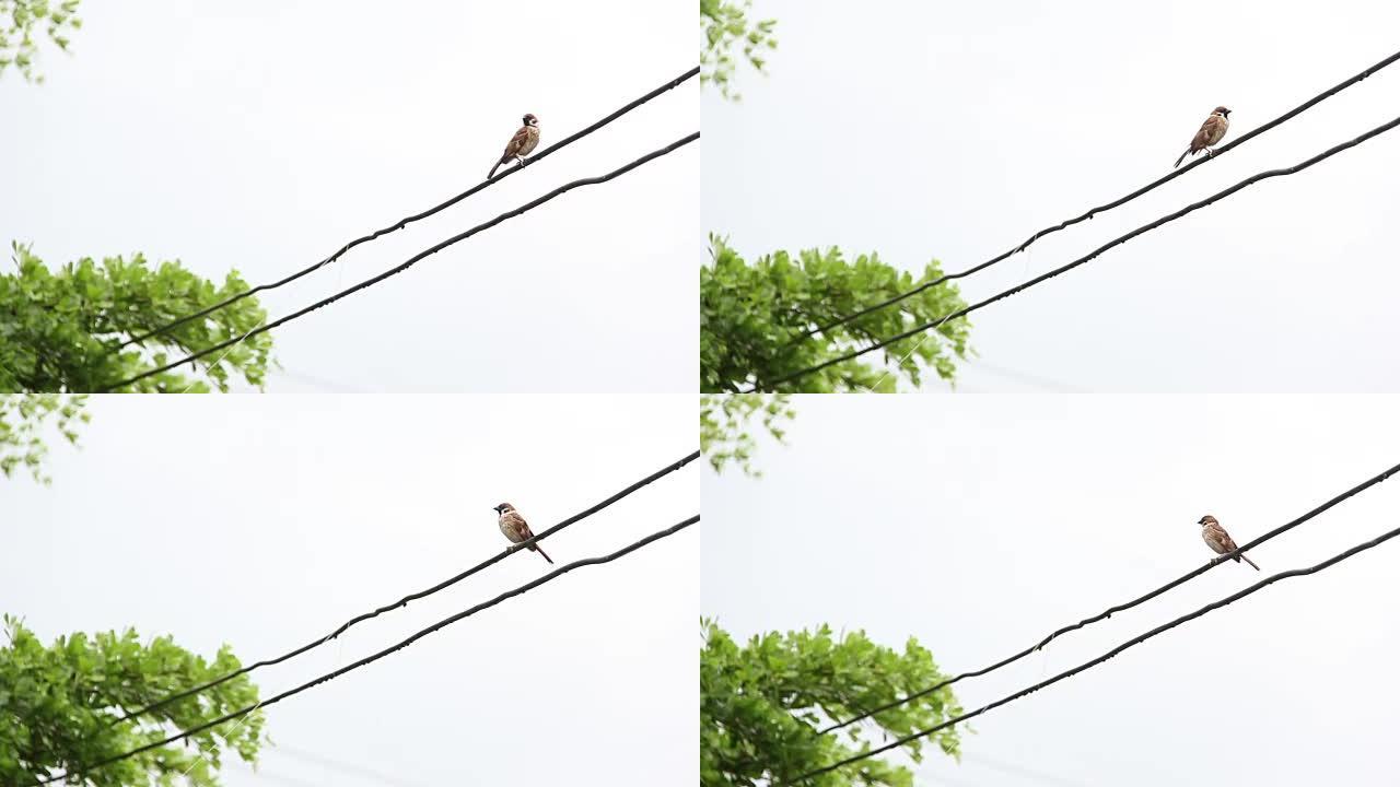 鸟抓住电线