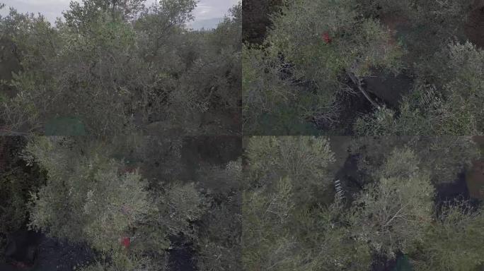 在意大利收获一棵橄榄树的男子的4k航拍2