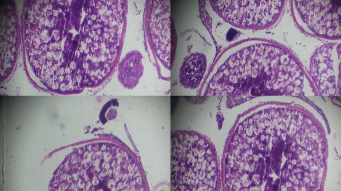 显微镜下的鱼卵巢横截面