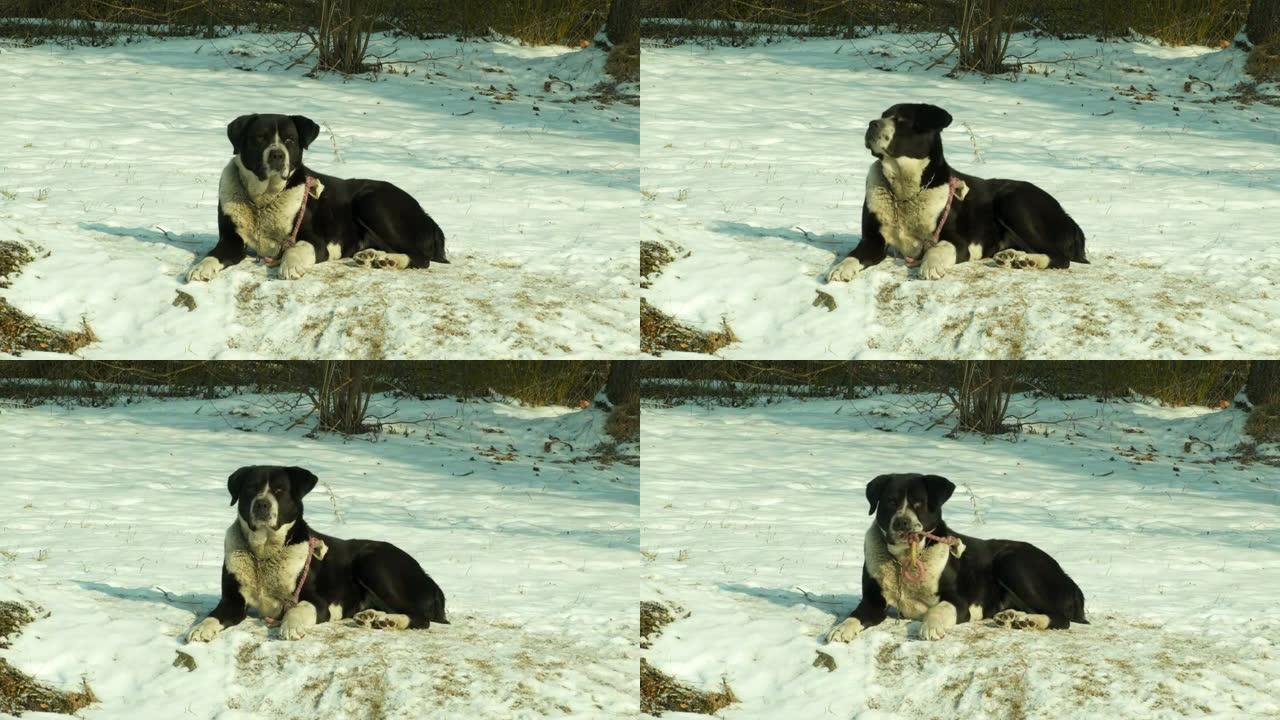 雪地上的防御性狗