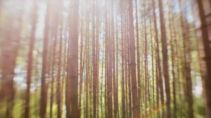 太阳的光线穿过森林中的枞树树干