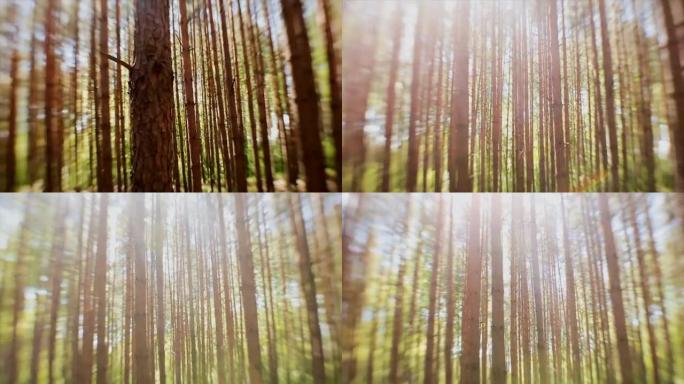 太阳的光线穿过森林中的枞树树干
