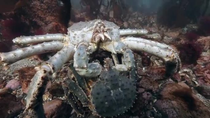 在海底配对巨型帝王蟹。