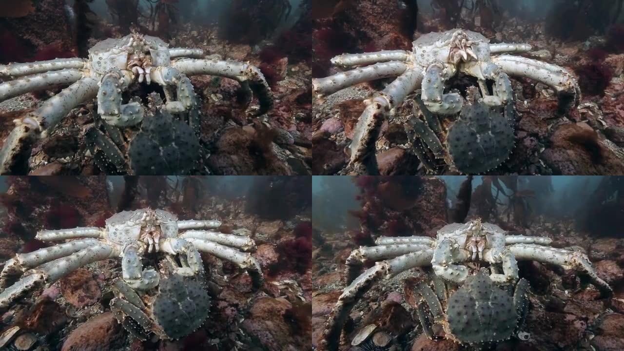 在海底配对巨型帝王蟹。