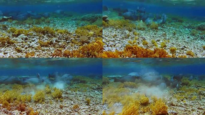 一群绿色的驼头鹦嘴鱼在柔软的珊瑚之间的浅泻湖中游泳，蓝色清澈的海水吃珊瑚