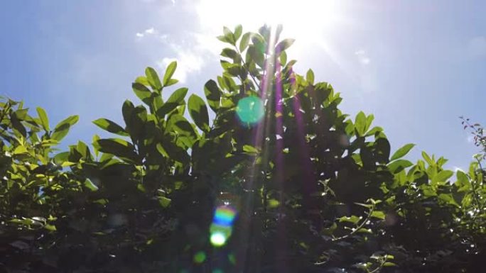 植物叶子和阳光普照的天空