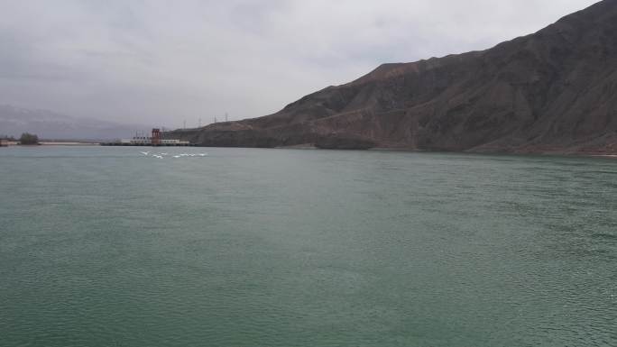 青海 贵德 天鹅 黄河岸边 天鹅湖 水鸭