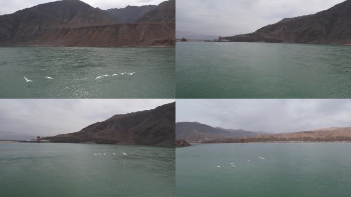 青海 贵德 天鹅 黄河岸边 天鹅湖 水鸭