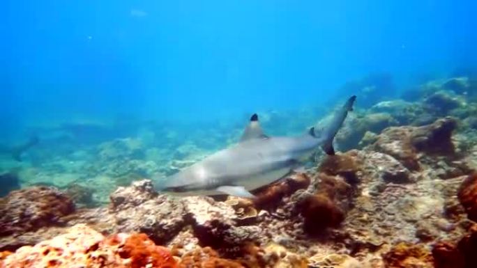 黑尖礁鲨 (Carcharhinus melanopterus) 游泳特写