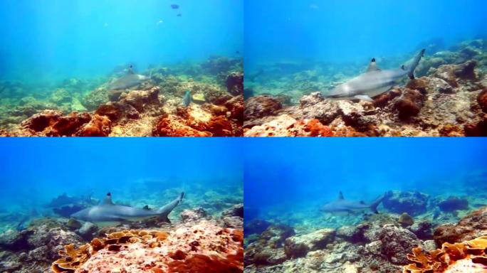 黑尖礁鲨 (Carcharhinus melanopterus) 游泳特写