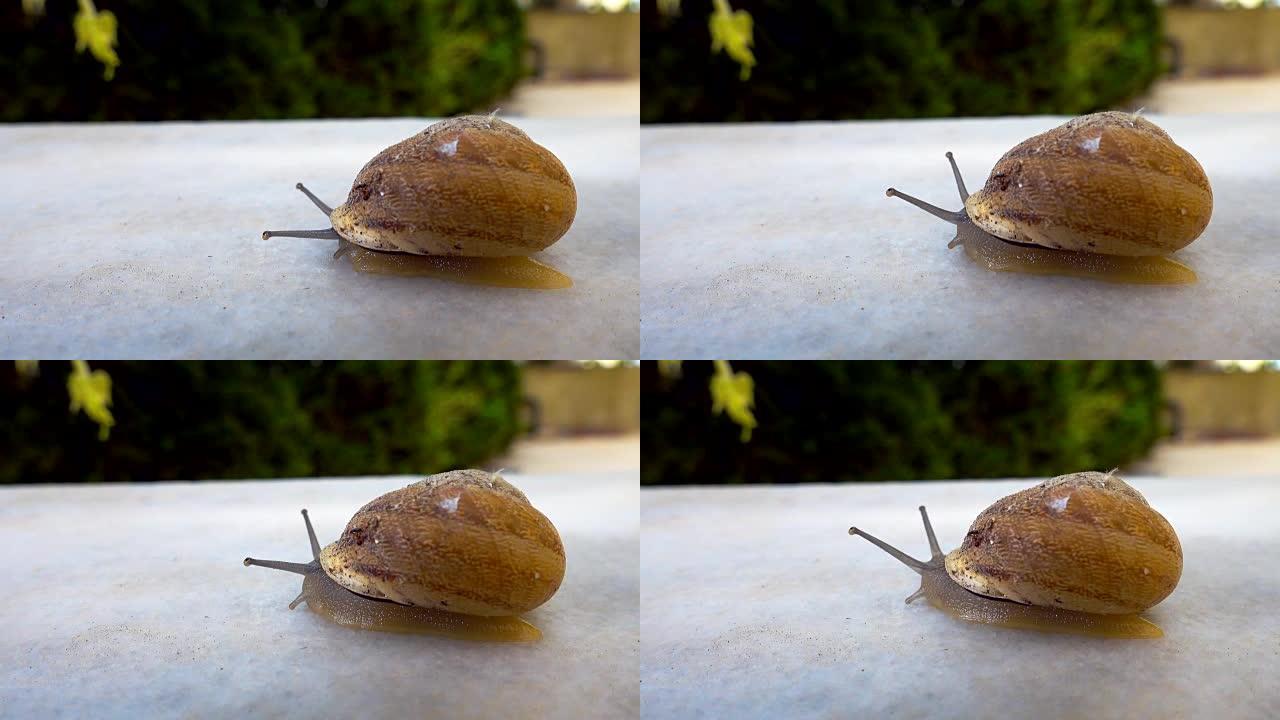 蜗牛在石头上滑倒