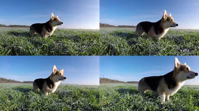 慢速射击。狗威尔士柯基·彭布罗克 (Corgi Pembroke) 奔跑，在田野上嬉戏，白霜。