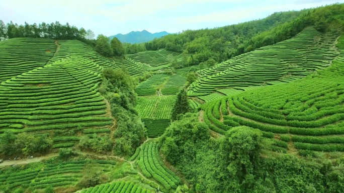 航拍武夷山燕子窠生态茶园、茶山、岩茶山场