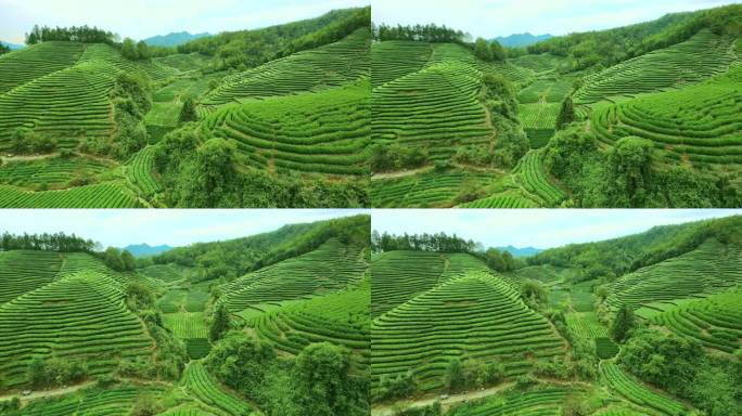 航拍武夷山燕子窠生态茶园、茶山、岩茶山场