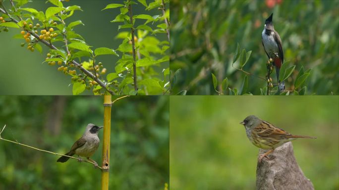 合集-4k实拍春天夏天来了各种鸟在枝头